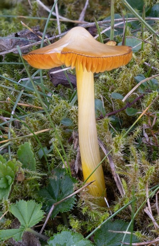Lúčnica hrotitá (Hygrocybe acutoconica)