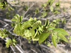 Ulmus pumila