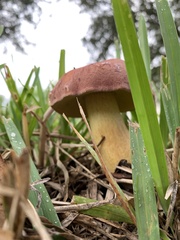 Pulchroboletus rubricitrinus image