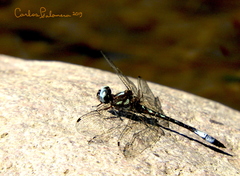 Macrothemis pseudimitans