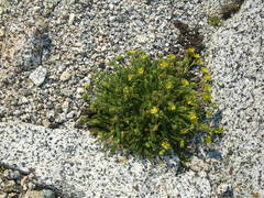 Ivesia lycopodioides