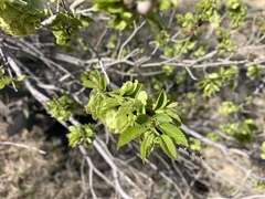 Ulmus pumila