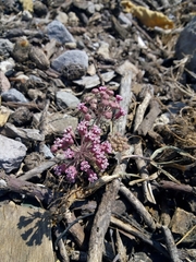 Asclepias senecionifolia