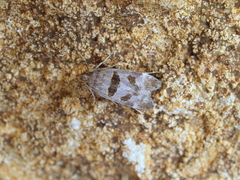 Mirificarma maculatella