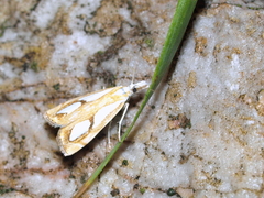 Catoptria pinella