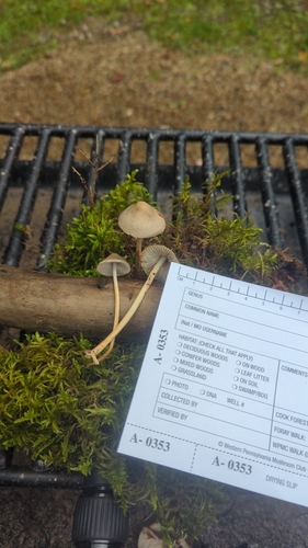 Mycena inclinata (Photo 2 of 2)