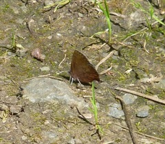 Callophrys augustinus iroides