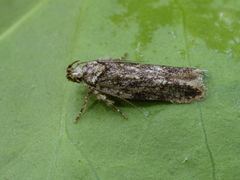 Psoricoptera gibbosella