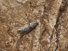 Diurnea fagella