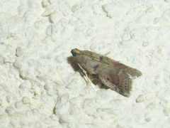 Acrobasis sodalella