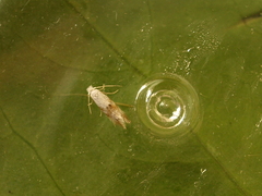 Bucculatrix bechsteinella