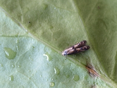 Blastodacna atra