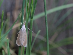 Pseudobissetia terrestrellus