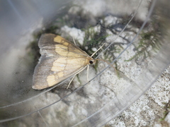 Evergestis limbata
