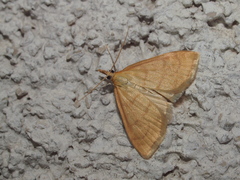 Anania crocealis