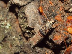 Nephopterix angustella