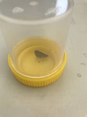 Zizina otis labradus