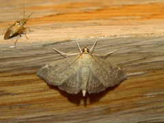 Anania fuscalis
