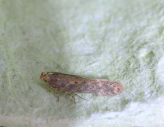 Scrobipalpa ocellatella