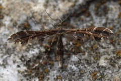 Capperia fusca