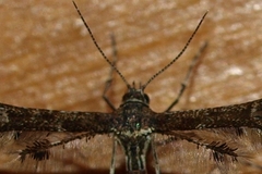 Capperia fusca