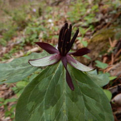 Trillium stamineum