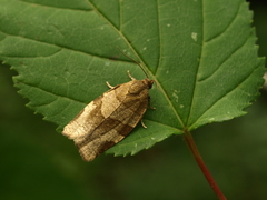 Choristoneura hebenstreitella