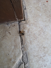 Apis mellifera