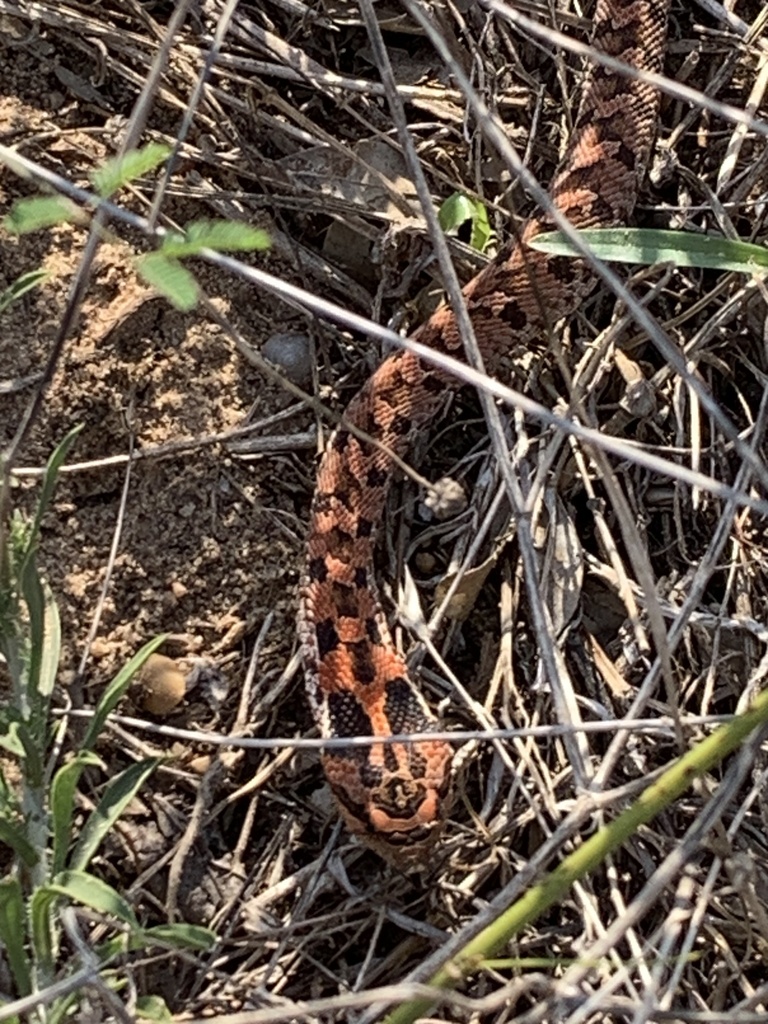 Eastern Hognose Snake from Sycamore Rd, Cat Spring, TX, US on September ...