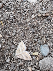 Lepidoptera