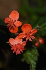 Begonia urticae