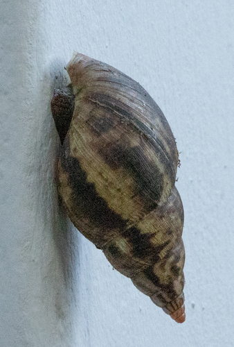 Achatina albopicta, 2023-09-14
