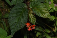 Begonia urticae