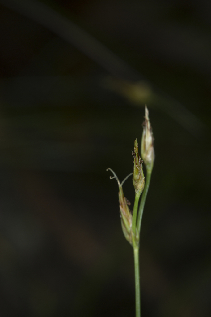 Fimbristylis vaginata