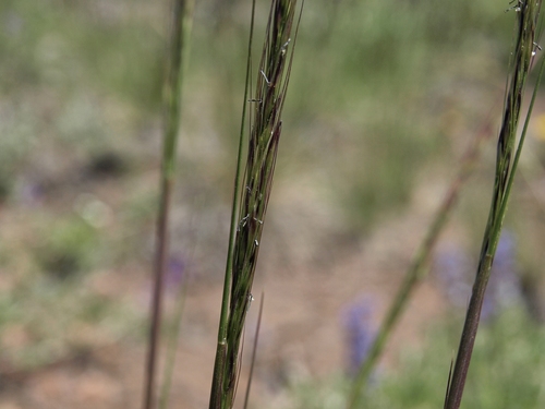 Achnatherum nevadense (B.L. Johnson) Barkworth