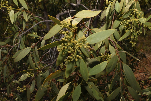 Image of Santalum lanceolatum by (c) Greg Tasney, some rights reserved (CC BY-SA)