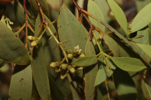 Image of Santalum lanceolatum by (c) Greg Tasney, some rights reserved (CC BY-SA)