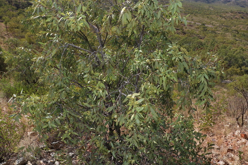 Image of Santalum lanceolatum by (c) Greg Tasney, some rights reserved (CC BY-SA)