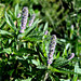 Elsholtzia densa - Photo (c) Tamsin Carlisle, algunos derechos reservados (CC BY-NC-SA), uploaded by Tamsin Carlisle