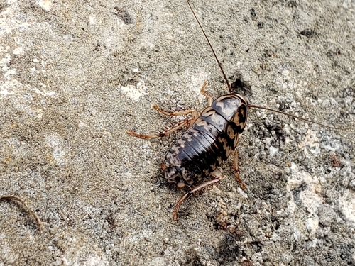 Harlequin Cockroach photo 6