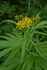 Jacobaea cannabifolia