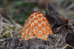 Ombrophytum villamariensis