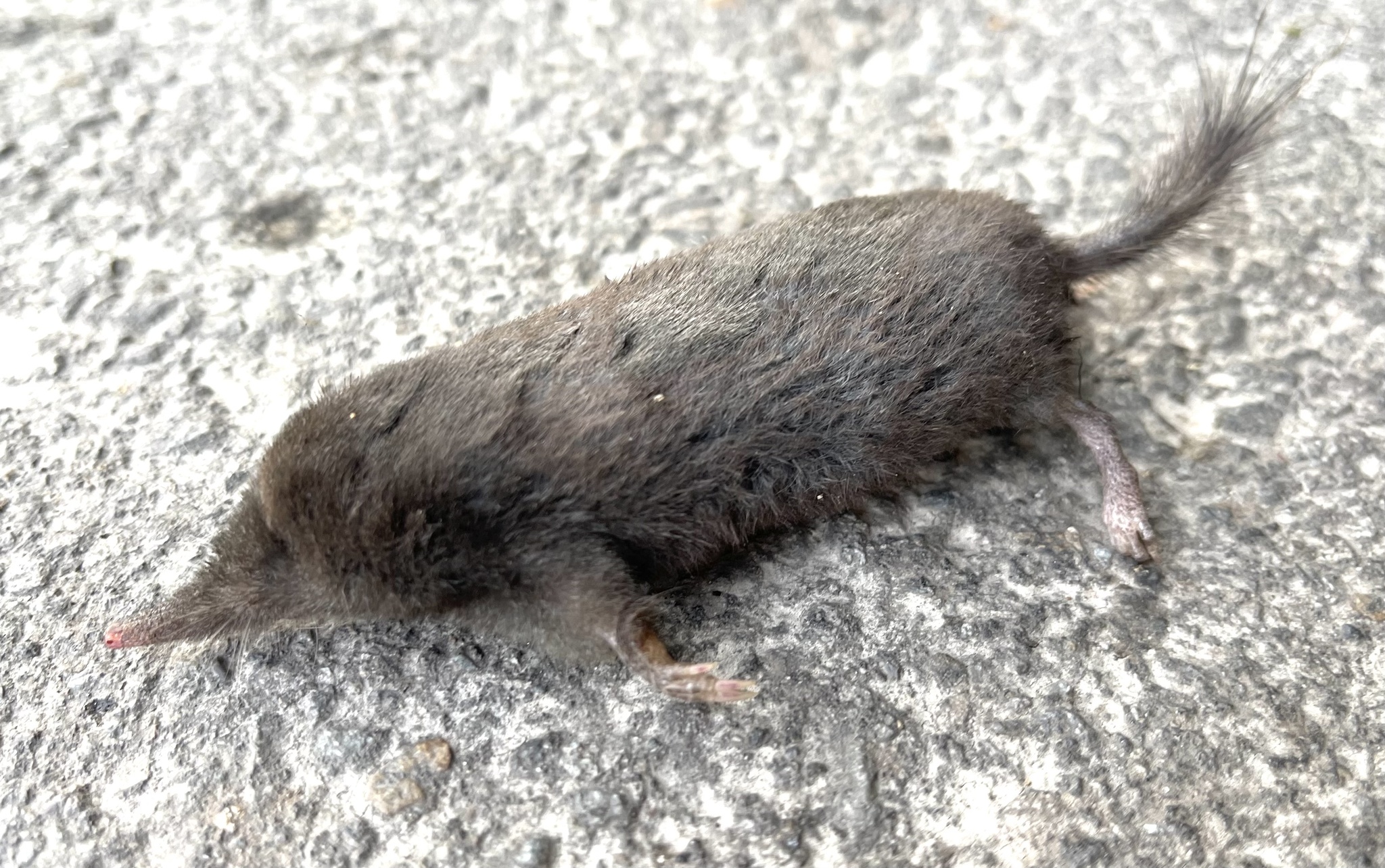 Photos of Greater Japanese Mole (Mogera wogura) · iNaturalist