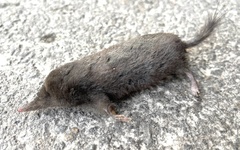 Japanese Mole photo 2