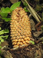 Ombrophytum villamariensis