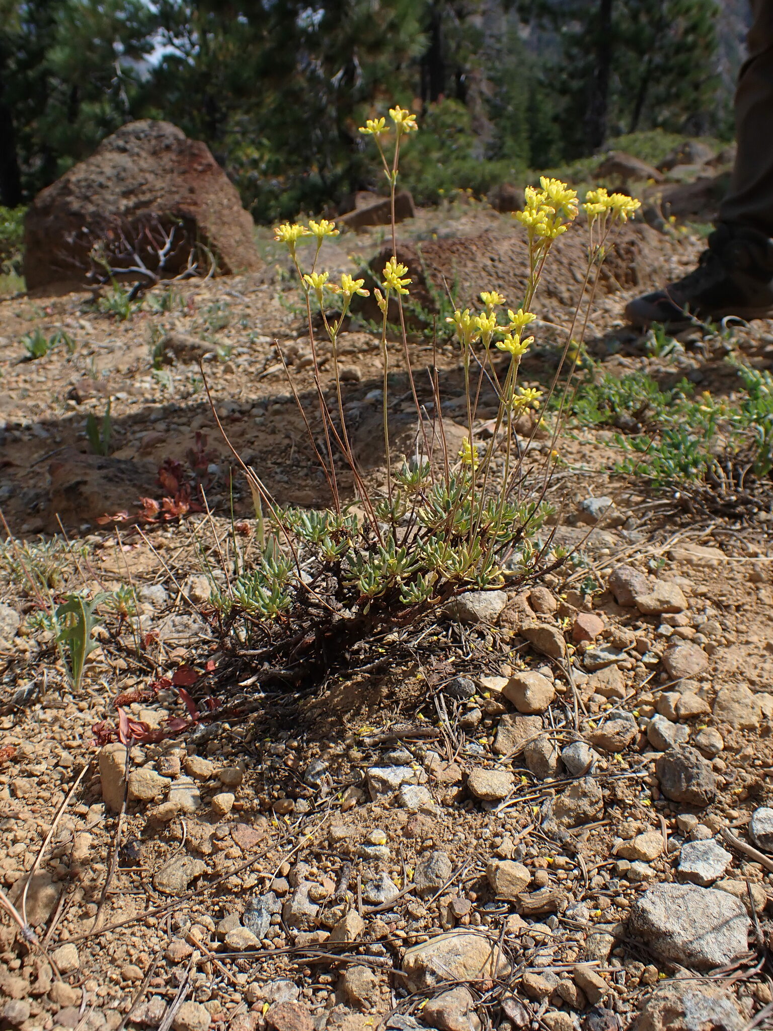 Eriogonum congdonii