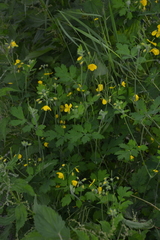 Chelidonium asiaticum