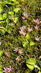 Lysimachia buxifolia
