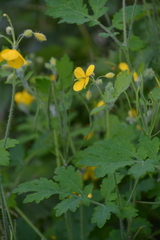 Chelidonium asiaticum