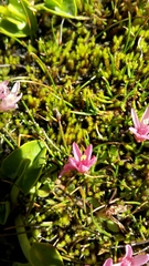 Lysimachia buxifolia